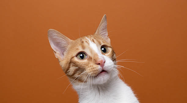 istock orange white cat on orange background 2250039728