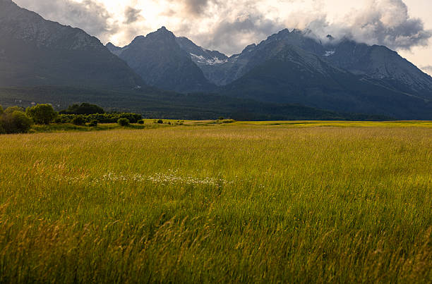 Nature of the High Tatras of Slovakia on a bright day, with high mountain peaks in the background and lush grass and green fir trees all around, no people