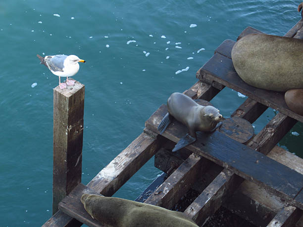 A sea lion poses on the San Francisco pier