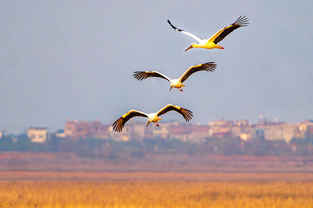 Oriental white storks fly in formation from the north during winter. The Oriental stork-Ciconia boyciana is a large white bird with black-feathered wings in the stork family Ciconiidae.