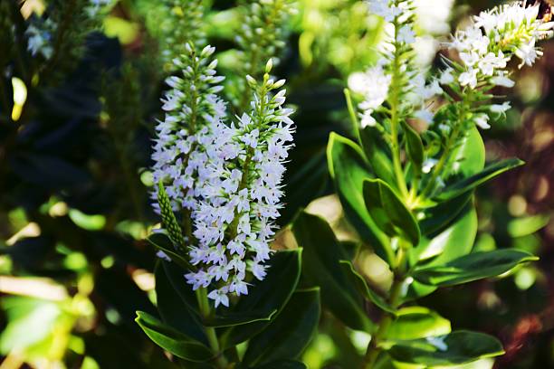 The Hebe is a plant mostly native to New Zealand. Of roughly 100 species world-wide, New Zealand has 80.
