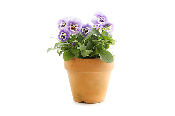 istock blue color pansy flowers on a white background 2250045833