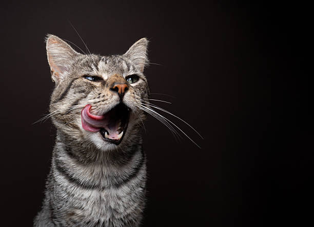 istock hungry tabby cat licking mouth 2250045877