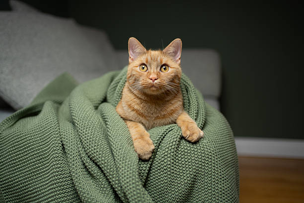 istock orange cat relaxing on sofa with blanket 2250045923