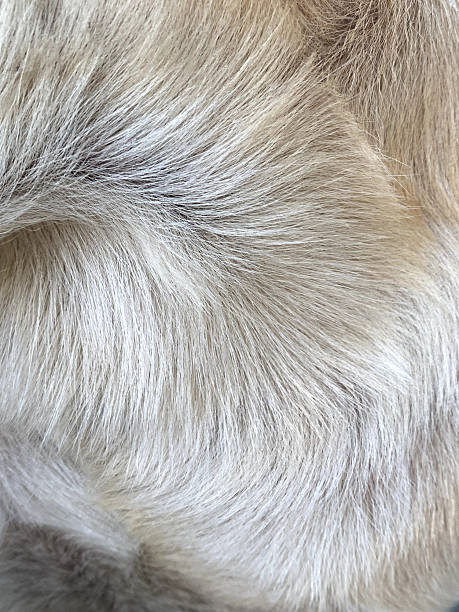 istock dog hair texture 2250047123