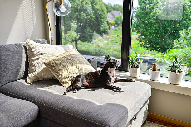 istock Boston Terrier Lounging on Chaise Couch 2250054465