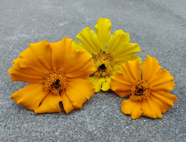 istock Bright Trio Of Marigold Blooms 2250056854