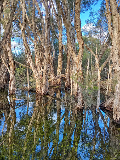 istock Paperbark Trees at Herdsman Lake 2250057046