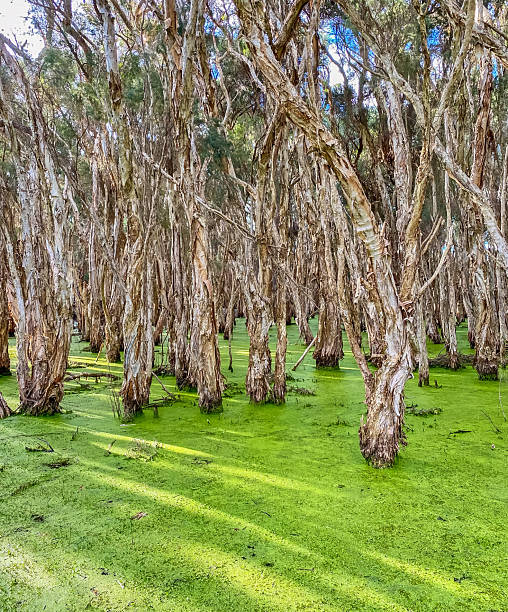 istock Paperbark Trees at Herdsman Lake 2250057060
