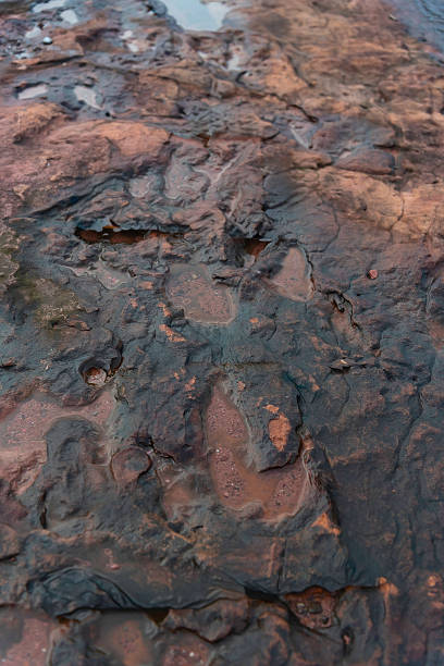 istock Dinosaur footprints fossil on rocks. 2250057247
