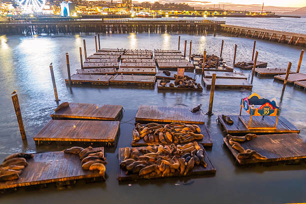 SAN FRANCISCO, USA - 29 JANUARY,  2025:  Sealions at Pier 39 in San Francisco USA at night