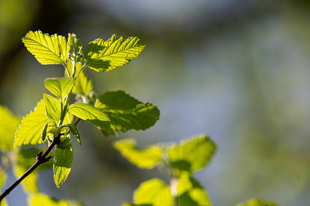 A close-up view of young green leaves illuminated by warm spring sunlight, set against a softly blurred natural background. The vibrant foliage and gentle lighting create a bright, serene, and refreshing seasonal atmosphere.