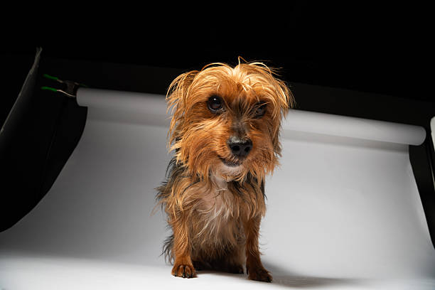 Photo of a  shaggy Yorkshire Terrier on a White background