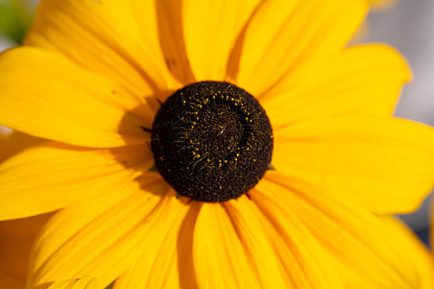 withered coneflower, autumn in nature, withered pollen pistils of the yellow coneflower, pretty withered flower, withered flower head with green background, fall flowers