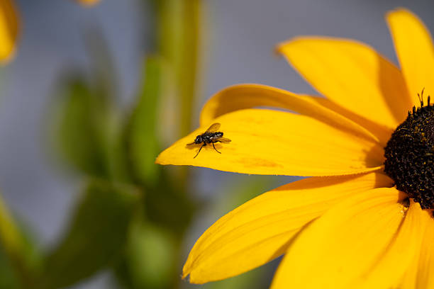 Fly on yellow wild flower in summer