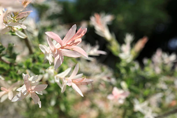 istock Delicate pink and white leaves on shrub 2250067569