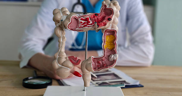 istock Detailed anatomical model of the human digestive system 2250069097
