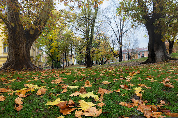 istock close up autumn leaves on grass 2250069159