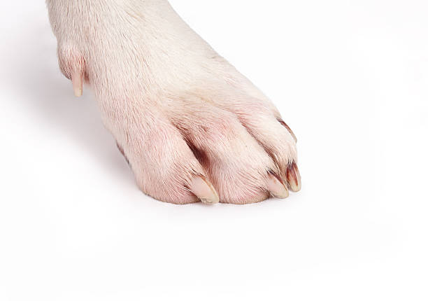 istock Dog paw with red fur from licking. 2250069174