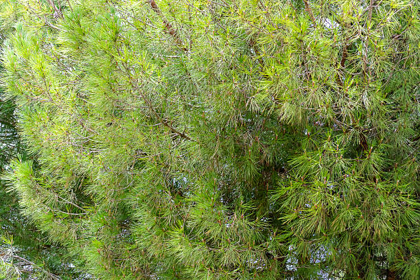 istock Lush green pine tree branches swaying gently in the afternoon breeze at a serene park setting 2250071602