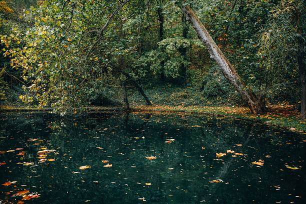 Forest Pond with Autumn Leaves and Reflection in Still Green Water