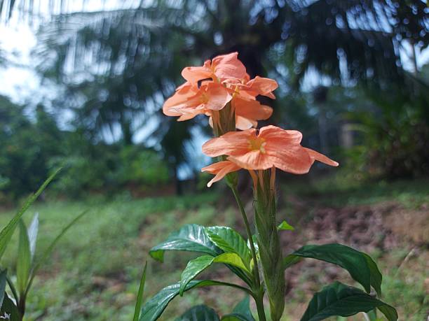 Close-up of Crossandra infundibuliformis, also known as Firecracker Flower, with vibrant orange, peach, and salmon-colored blooms against a blurred background with bokeh effect in a lush