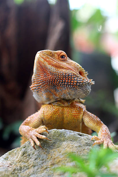 istock Bearded dragon lizard on Natural Habitat 2250074273