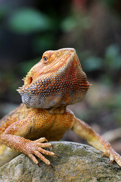 istock Bearded dragon lizard on Natural Habitat 2250074488