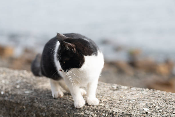 A cat relaxing on the bank
