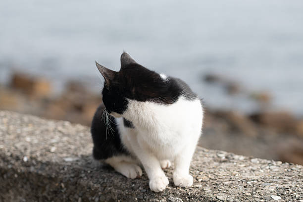istock A cat relaxing on the bank 2250075750