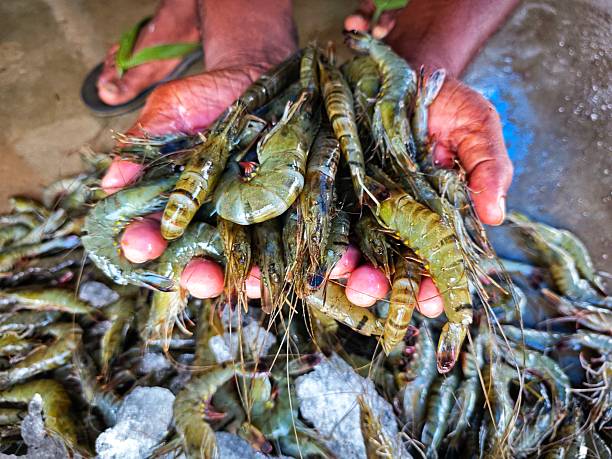 istock big fresh monodon tiger prawn sale in India HD 2250076071