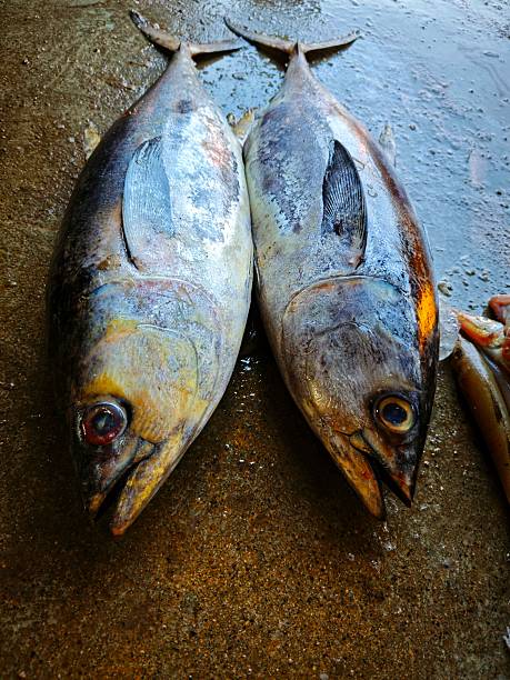Big fresh tuna fish sale in Indian fish market HD