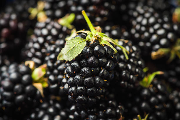 istock Selective focus on a single blackberry on a berries background 2250078330