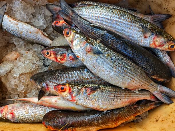 fresh big grey mullet mugil fish sale and export to foreign