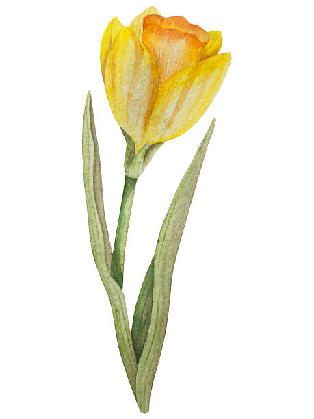 istock Easter flower festive traditional decor element set. Watercolor illustration. Colorful eggs, knots, spring garden flowersand basket. Easter decoration set for bouquets, wreaths, postcards, greetings. 2250079482