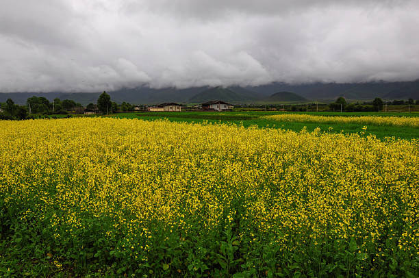 istock Vibrant yellow rapeseed field under overcast sky with distant houses 2250079798
