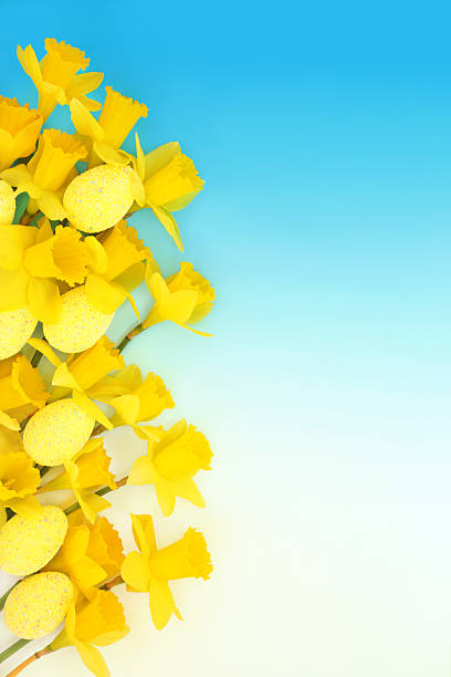 Easter background with eggs and yellow daffodil flowers on gradient blue. Seasonal Spring symbol with flora decoration and sweet treat candy food.