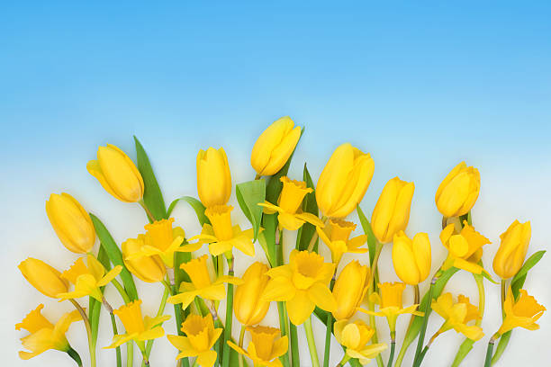 Cheerful yellow daffodil tulip flower symbols of spring concept on gradient blue sky background. Springtime season floral nature arrangement.
