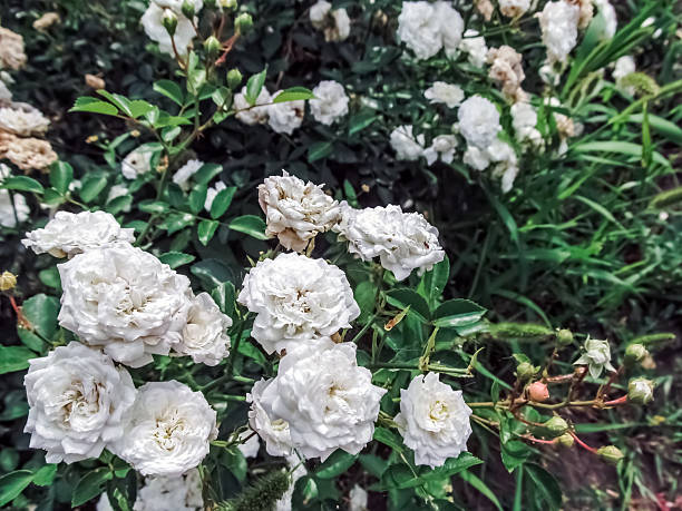 Elegant white roses in a natural garden setting. Perfect for projects that need a touch of classic beauty and serenity