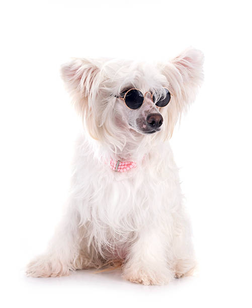 Chinese Crested Dog Powderpuff