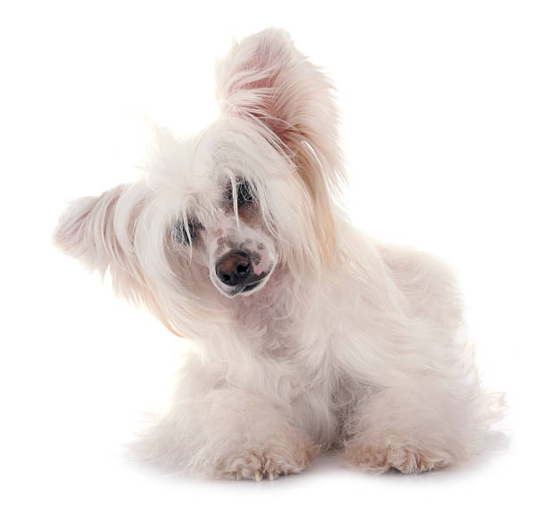 istock Chinese Crested Dog Powderpuff 2250082088