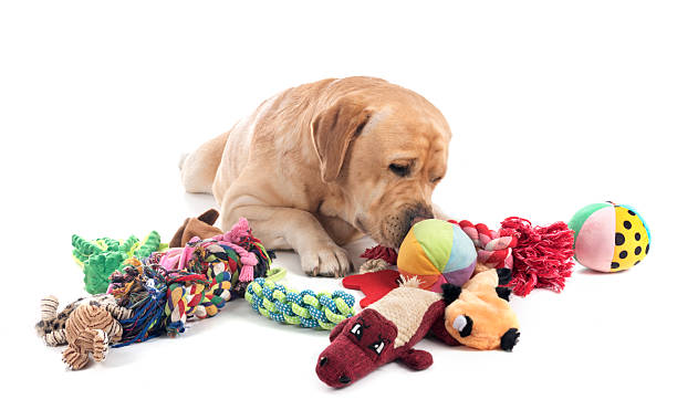 istock adult labrador retriever 2250082091