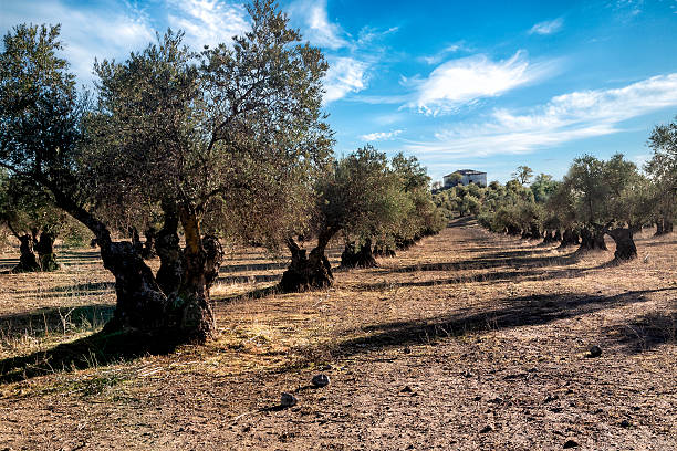 Casa de campo en el olivar. Pinto. Madrid.
