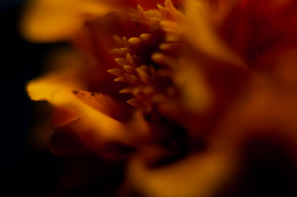 Macro photograph of a marigold flower.