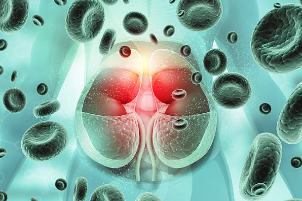 istock Human kidney anatomy 2250085076