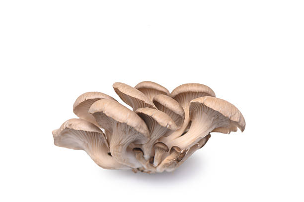 istock Several Separate Oyster Mushrooms, Ready for Slicing, on White Background. Recipe Ingredient. 2250086932