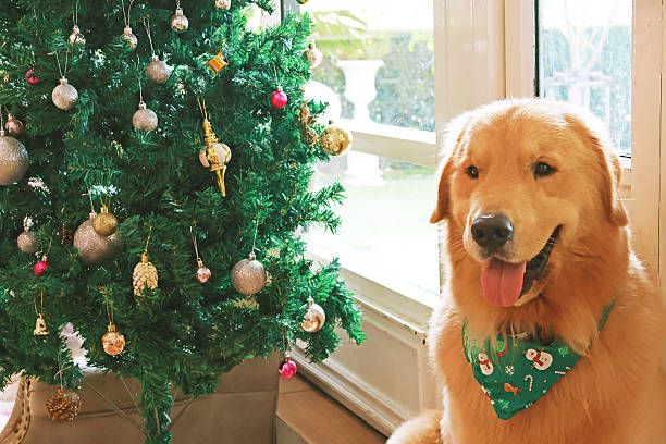A Beautiful Golden Retriever Relaxing Beside Christmas Tree