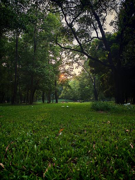 istock Field in the park 2250088553