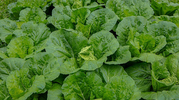 The Organic Cabbage with Lush Greenery Field of Healthy Produce