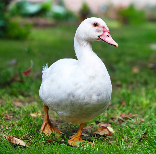 istock Cute white standing duck on the grass. Side view of white duck. 2250093674